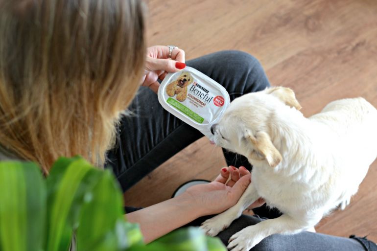 WedelGlück Wann wedelt Dein Hund vor Freude mit dem Schwanz?